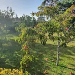 Oasis *