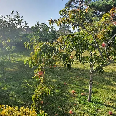Oasis *