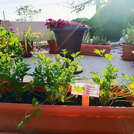 Oasis Semesterbostad